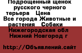 Подрощенный щенок русского черного терьера › Цена ­ 35 000 - Все города Животные и растения » Собаки   . Нижегородская обл.,Нижний Новгород г.